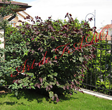 Лещина Атропурпуреа