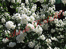 Чубушник цветы