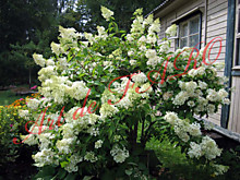 Гортензия метельчатая Грандифлора