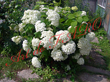 Гортензия древовидная Аннабель