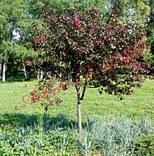 Яблоня гибридная Роялти