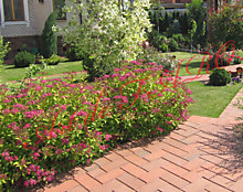 Спирея японская Голден Принцесс