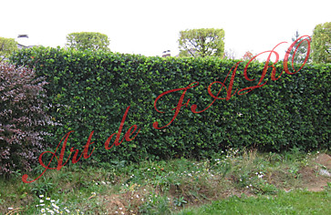 Растения для нашей полосы