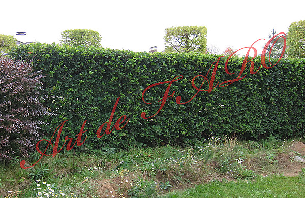 Растения для нашей полосы